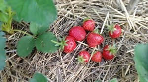 Сорт клубники МОСКОВА / Moscova. Идеальный баланс и фантастический аромат!