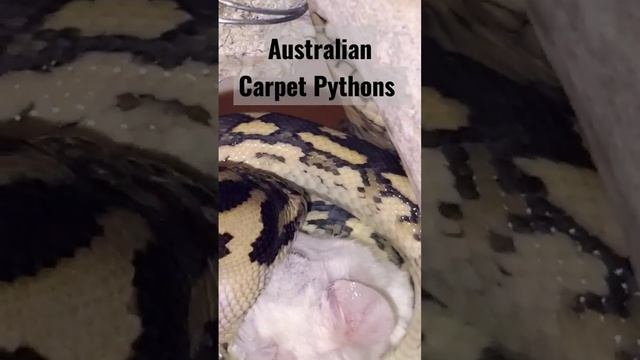Carpet Python Feeding смотреть онлайн