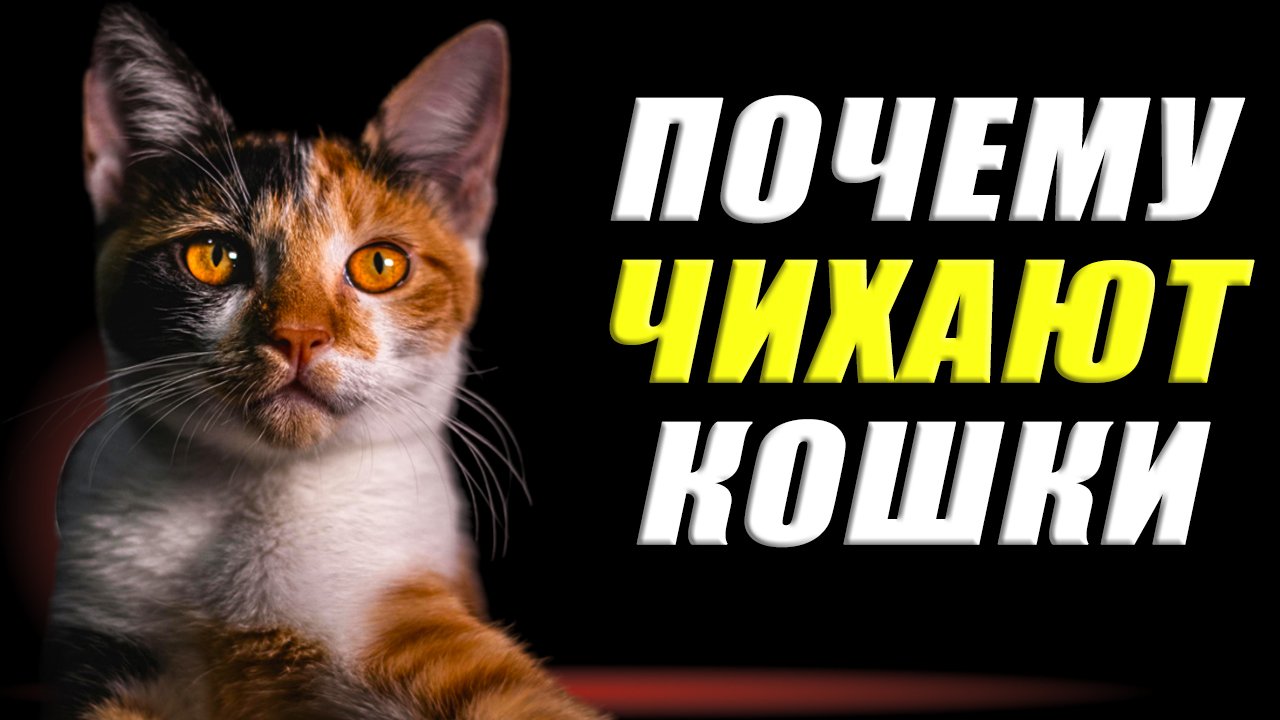 Почему кошки чихают