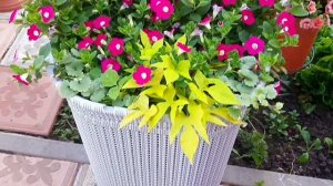 МОИ КОМПОЗИЦИИ И МИКСЫ ИЗ ДЕКОРАТИВНО-ЛИСТВЕННЫХ РАСТЕНИЙ. ИХ СОЧЕТАНИЕ В ГОРШКАХ.