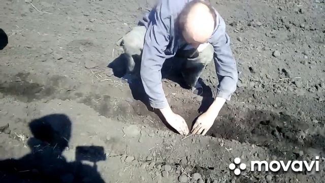 Первая посевная. смотреть онлайн