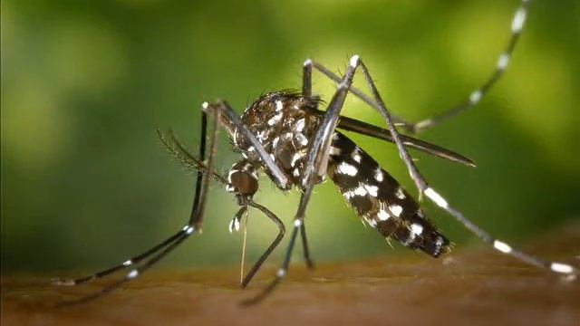 Зоологические Загадки