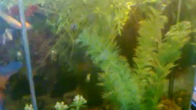 videoplayback67.mp4 смотреть онлайн