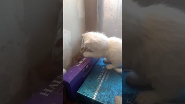 моя ангорская кошечка