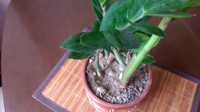 Цветок замиокулькас/Flower zmioculcas смотреть онлайн