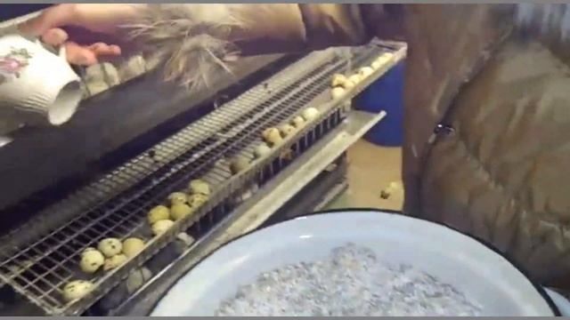 Кормление птицы в морозы смотреть онлайн