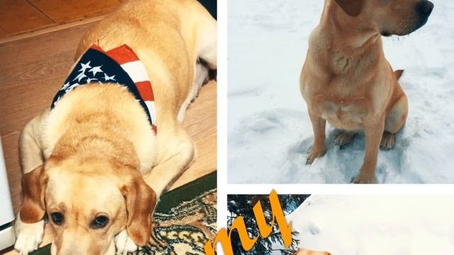 Щенки Лабрадора Ретривера апрель 2021 смотреть онлайн