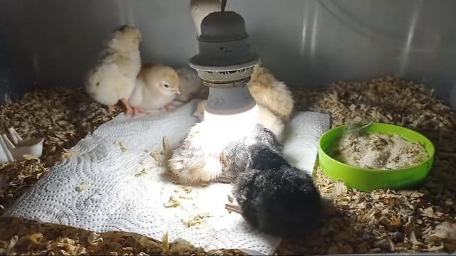 Nacimiento de Pollitos смотреть онлайн