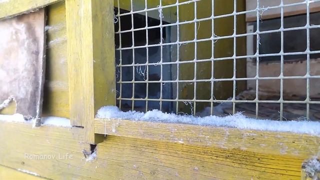 хозяйство после морозной ночи -40 | замерзла лапа | температура в курятнике | склевала яйцо смотреть онлайн