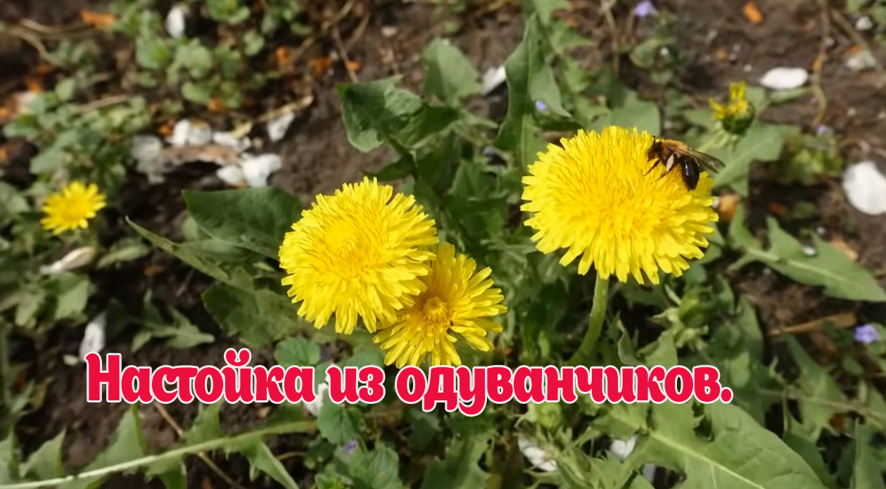 Настойка из ОДУВАНЧИКОВ для лечения суставов смотреть онлайн