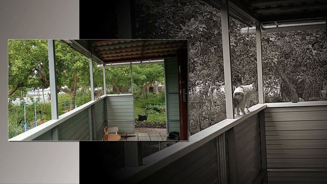 Кот Пешко Влашич смотреть онлайн