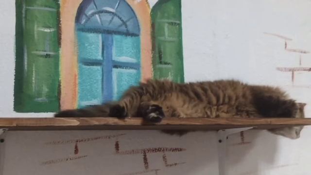 Рисование с Татьяной Гончаровой одуванчиков в котокафе "Мурчелло" смотреть онлайн