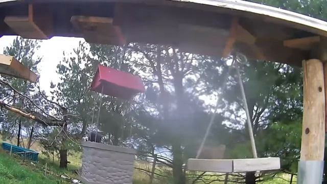 2021 Apr 12 Livestream bird feeding station. Ripley, Ontario Canada by AtHomeFriendlyTecGuy смотреть онлайн