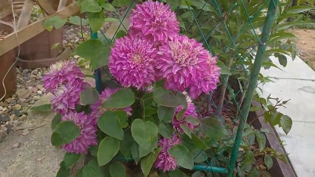 Цветение клематиса Кайзер в Подмосковье? смотреть онлайн