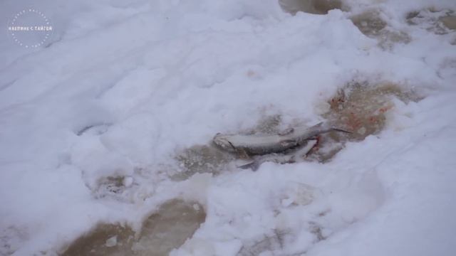 НОЧУЕМ В ВАГОНЕ УЖД! / ЛОВИМ КРУПНОГО ХАРИУСА / ПРОВАЛИЛСЯ ПОД ЛЕД / 2 ДНЯ В ТАЙГЕ С БАТЕЙ смотреть онлайн