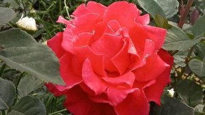 Роза Корвет,самый устойчивый сорт к дождю,к непогоде.