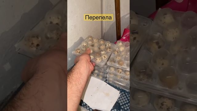 Какая яйценоскость у перепелов? смотреть онлайн