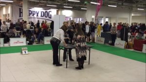 Санкт-Петербург 13.12.2015  Невский Победитель Стаффордширский Бультерьер Ветеран