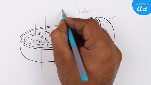 Mitochondria Diagram Drawing || easy way || Science project chart poster смотреть онлайн