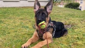 Как Меняется￼ Немецкая овчарка с 2-х месяцев до 1-о года￼