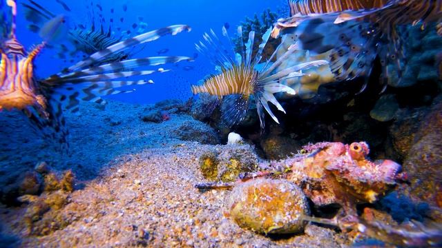 Sea Turtles, Life Under Water & Relax Music In Video 4K | Морские черепахи, жизнь под водой видео 4
