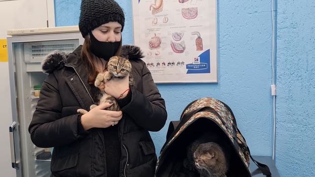 Берг Анна и кошки Мия, Мася. Ветклиника Сытая Морда смотреть онлайн