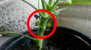 Многие и не знают, для чего протыкать ствол герани булавкой