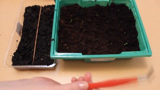 ВСХОДЫ И ПИКИРОВКА ПРИМУЛЫ . смотреть онлайн