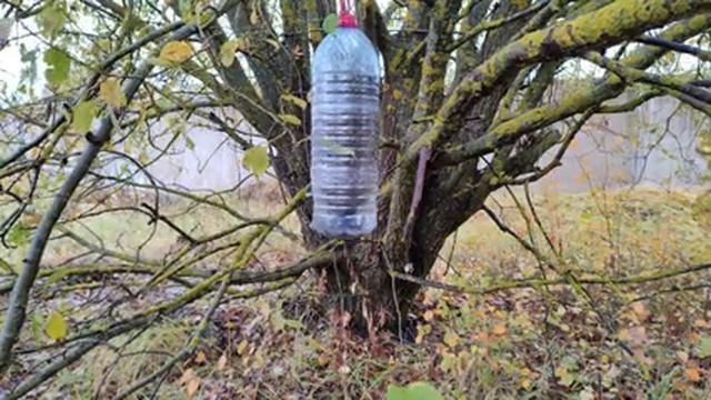 Синицы | Воробьи | Лазоревки | Сорока издаёт странные звуки | 10 Октября 2023 года | @helpthebirds смотреть онлайн