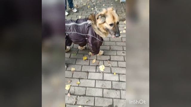 8 лет она была домашней, а теперь брошена. Алисе нужен дом! смотреть онлайн