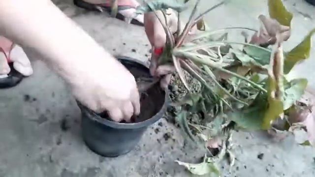 How to divide Syngonium/Arrowhead Plant || Pooja's Garden смотреть онлайн