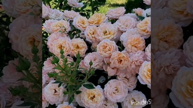 Роза Пич Клементина,Rosa Peach Clementine,Эверс, Германия,2002год. смотреть онлайн