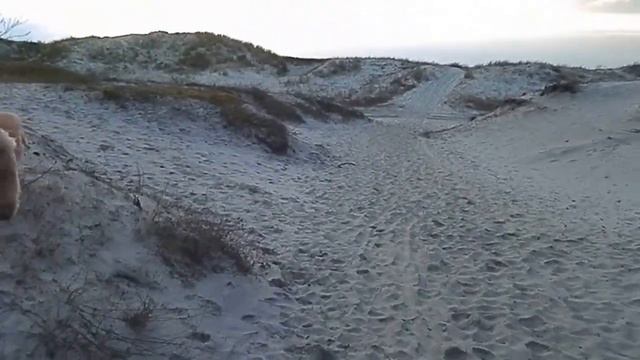 банда пуделей бежит на море........... смотреть онлайн