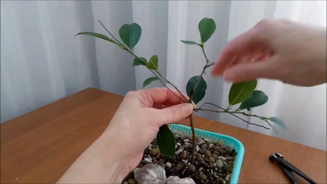 Фикус Ретуза/Ficus Retusa #1 Весна 2022 #FicusRetusa #bonsai  #BonsaiNaBalkone