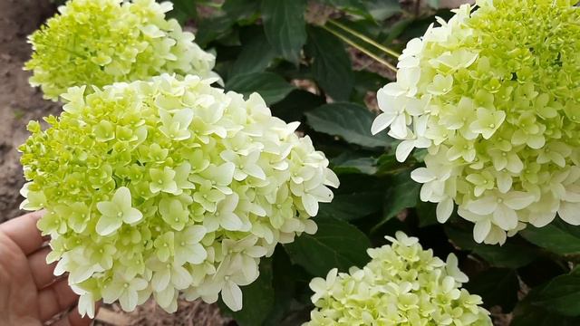 От чего пробудились почки летом на гортензиях . смотреть онлайн