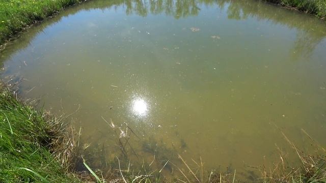 Зарыбление пруда Вьюном, Белым Амуром, Толстолобом (11.05.2020) смотреть онлайн