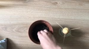 ВЫРАСТИТЬ АВОКАДО ИЗ КОСТОЧКИ ДОМА. HOW TO GROW AVOCADO TREE