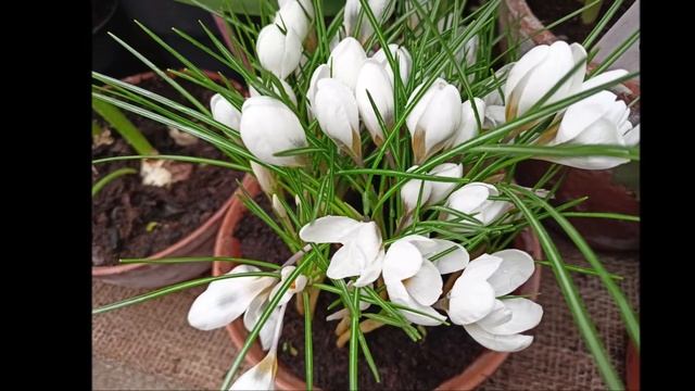 Выставка цветов  Москва 07 03 2022