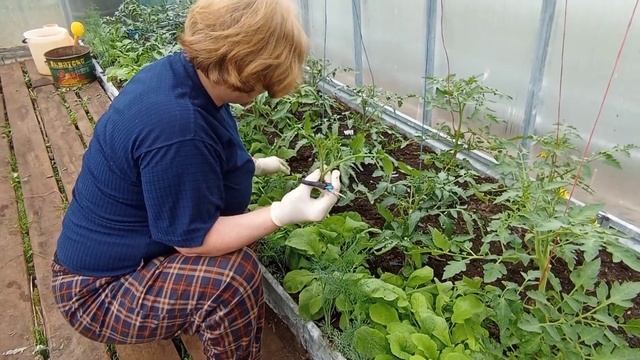 Просто и удобно! Удаление пасынков у томатов смотреть онлайн