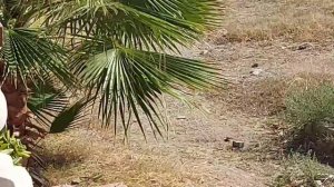 Кестель  район Алании , что посмотреть в Кестеле