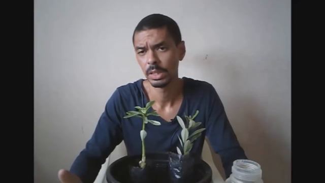 Rosas do deserto: Comprei mudas novas e agora? #adenium #rosasdodeserto смотреть онлайн