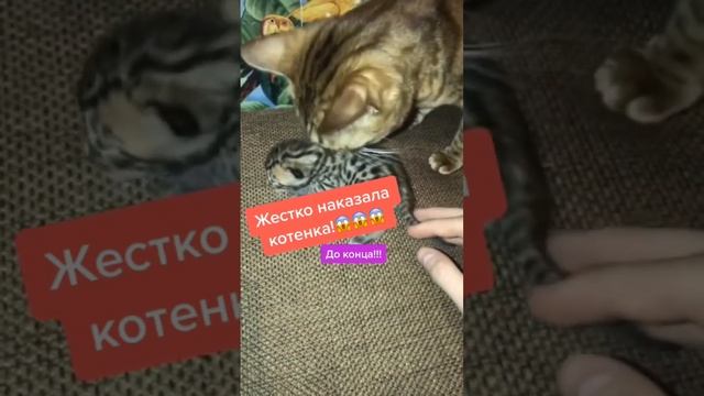 Кошка жестко наказала своего котенка..???