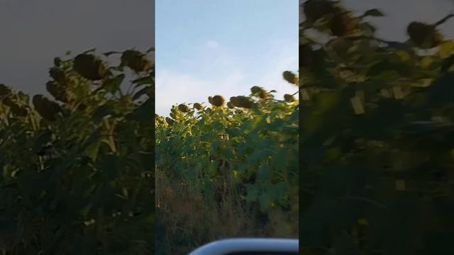 Покатушки по подсолнухам
