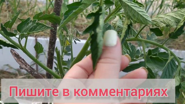 Зашла в теплицу и расстроилась! Что случилось с моими помидорами? смотреть онлайн