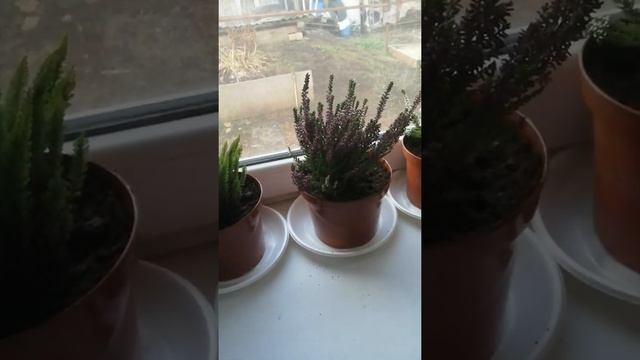 вереск и попытка сохранить его в домашних условиях смотреть онлайн