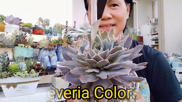 Huge Succulent Collection
