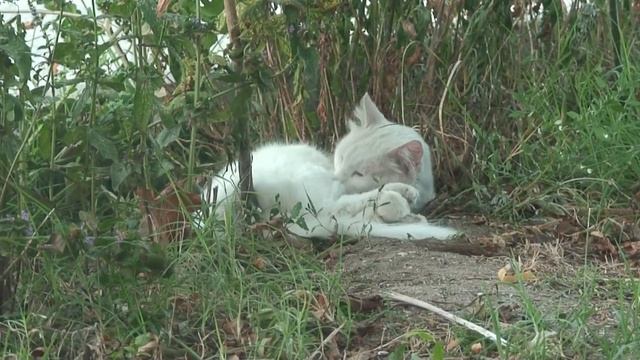 Азовские Коты: часть вторая) смотреть онлайн