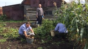 УРОЖАЙ КАРТОФЕЛЯ копаем картошку  КАРТОФЕЛЬ ТУЛЕЕВСКИЙ ОГОРОД 2019 КОТЫ и ДАЧА