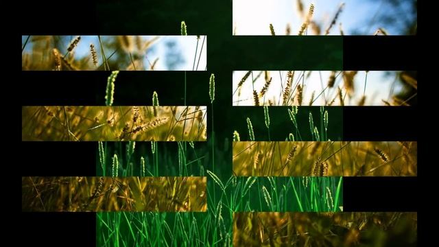 СЕТАРИЯ,  или  ЩЕТИННИК  (SETARIA)  сем. Злаки