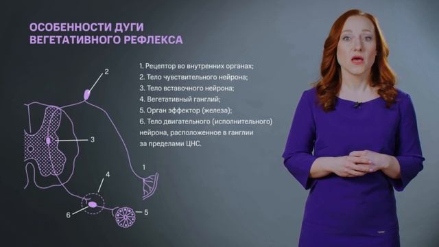 Тема: Рефлекторная дуга смотреть онлайн